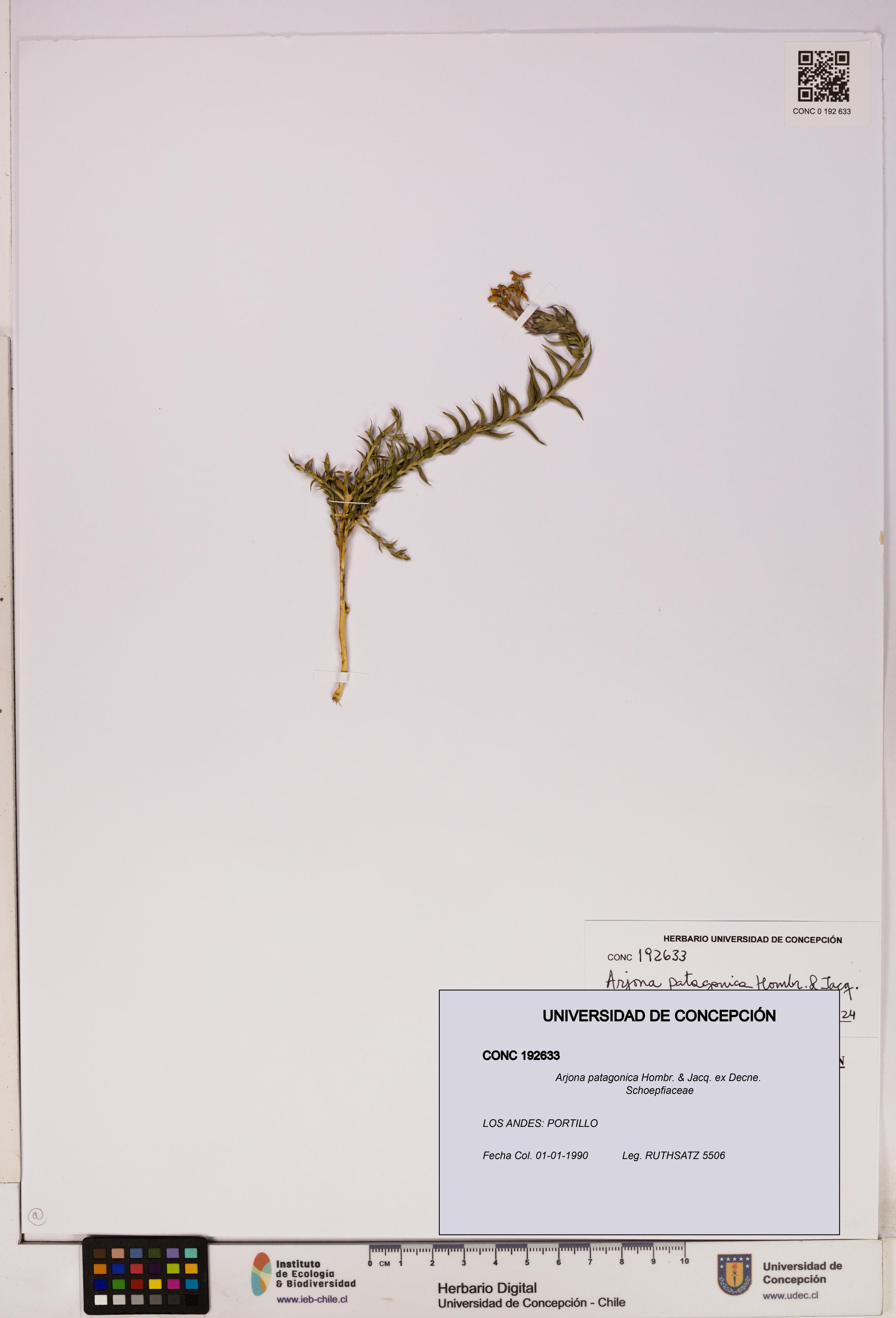 Arjona patagonica [Espécimen: UDEC:CONC:0192633]