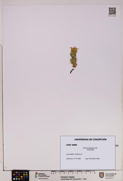 Perezia poeppigii [Espécimen: UDEC:CONC:0192635]