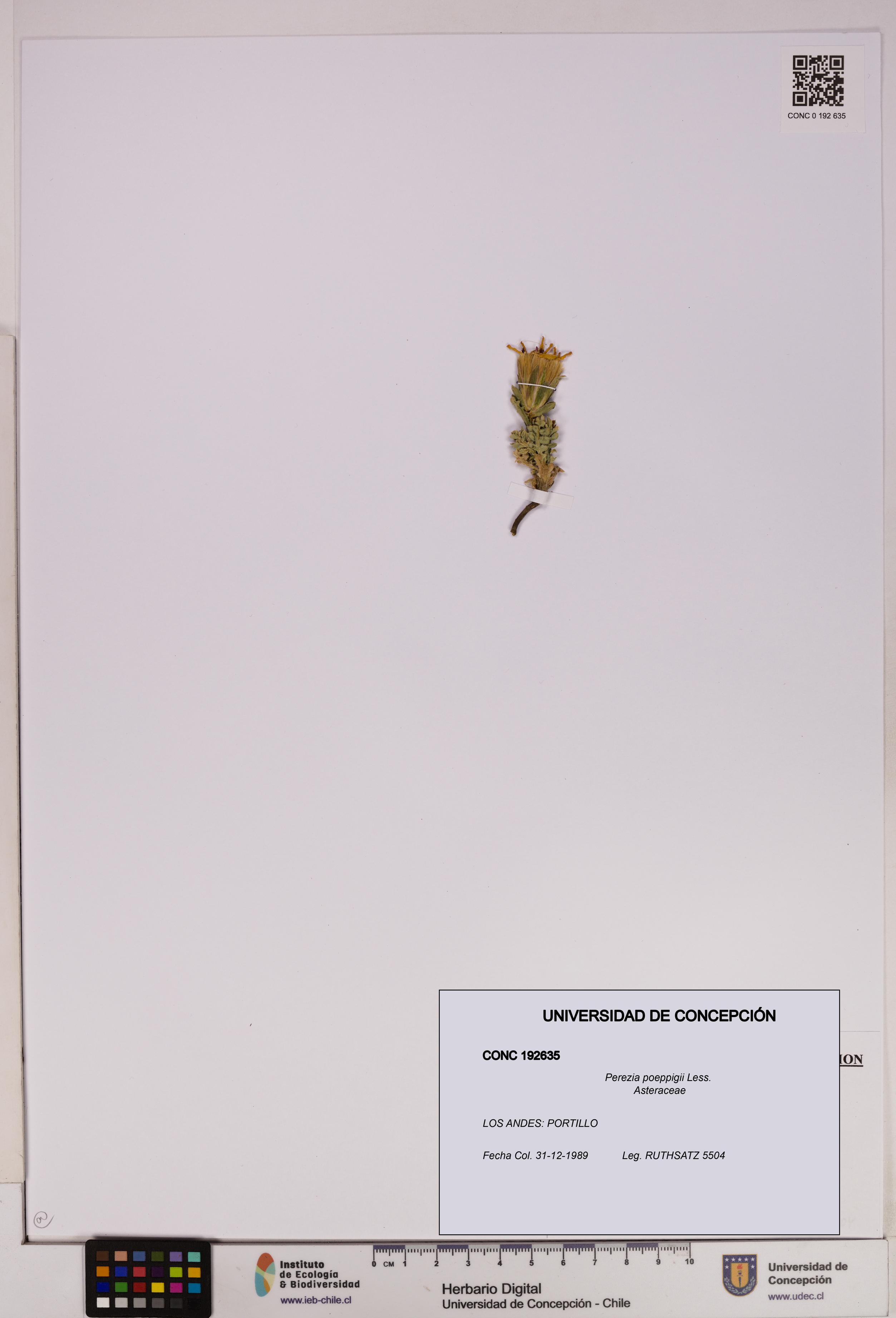 Perezia poeppigii [Espécimen: UDEC:CONC:0192635]