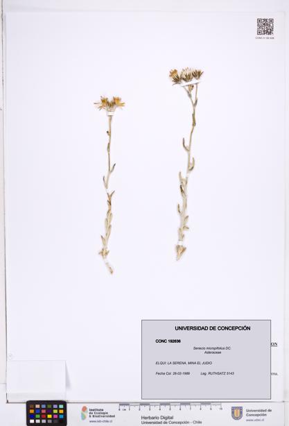 Senecio micropifolius [Espécimen: ]