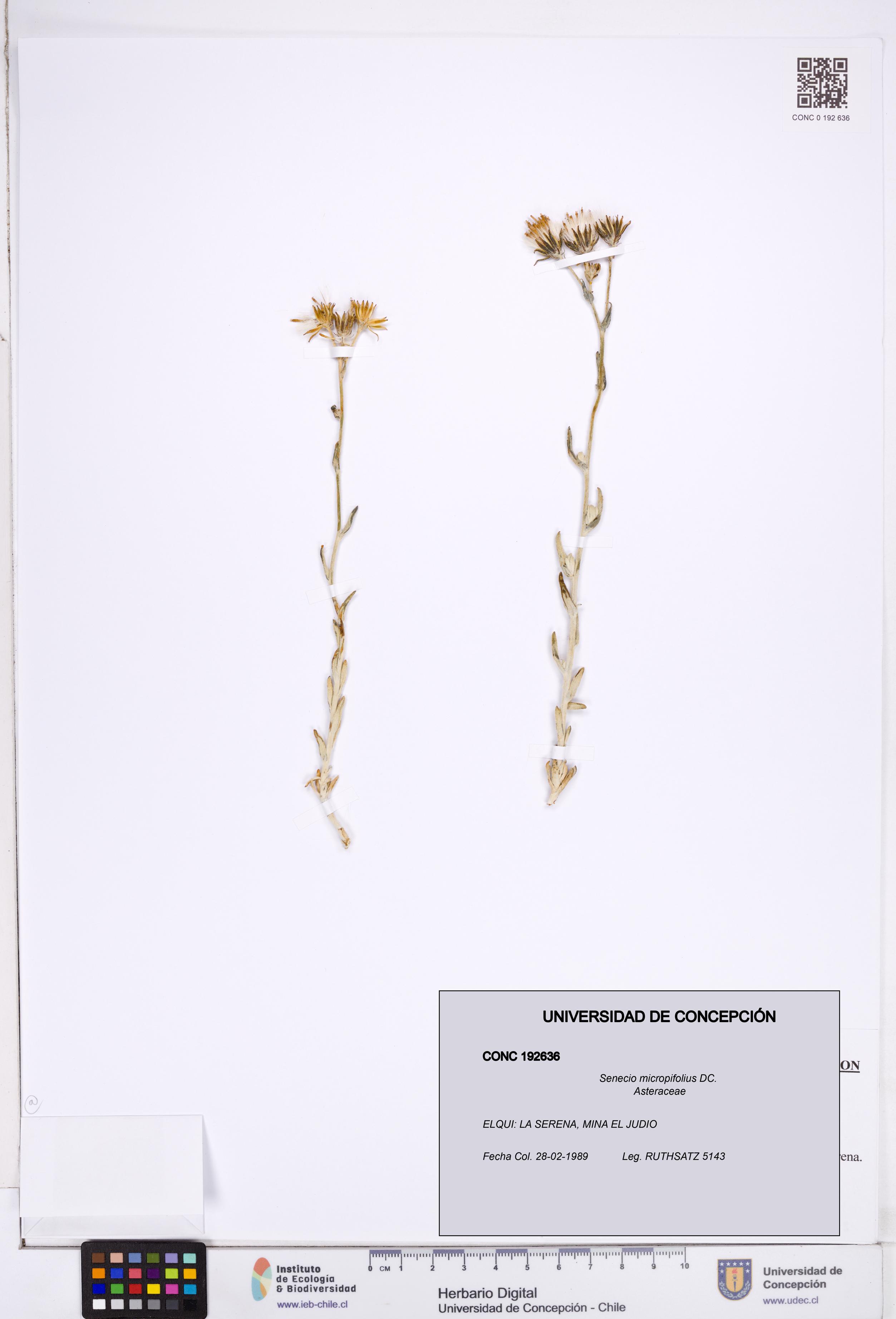 Senecio micropifolius [Espécimen: ]