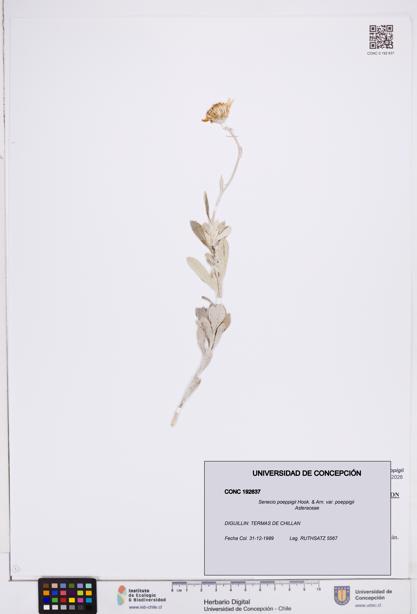 Senecio poeppigii var. poeppigii [Espécimen: ]
