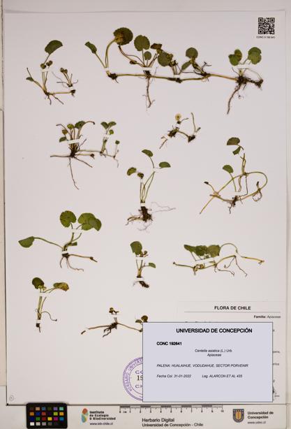 Centella asiatica [Espécimen: ]