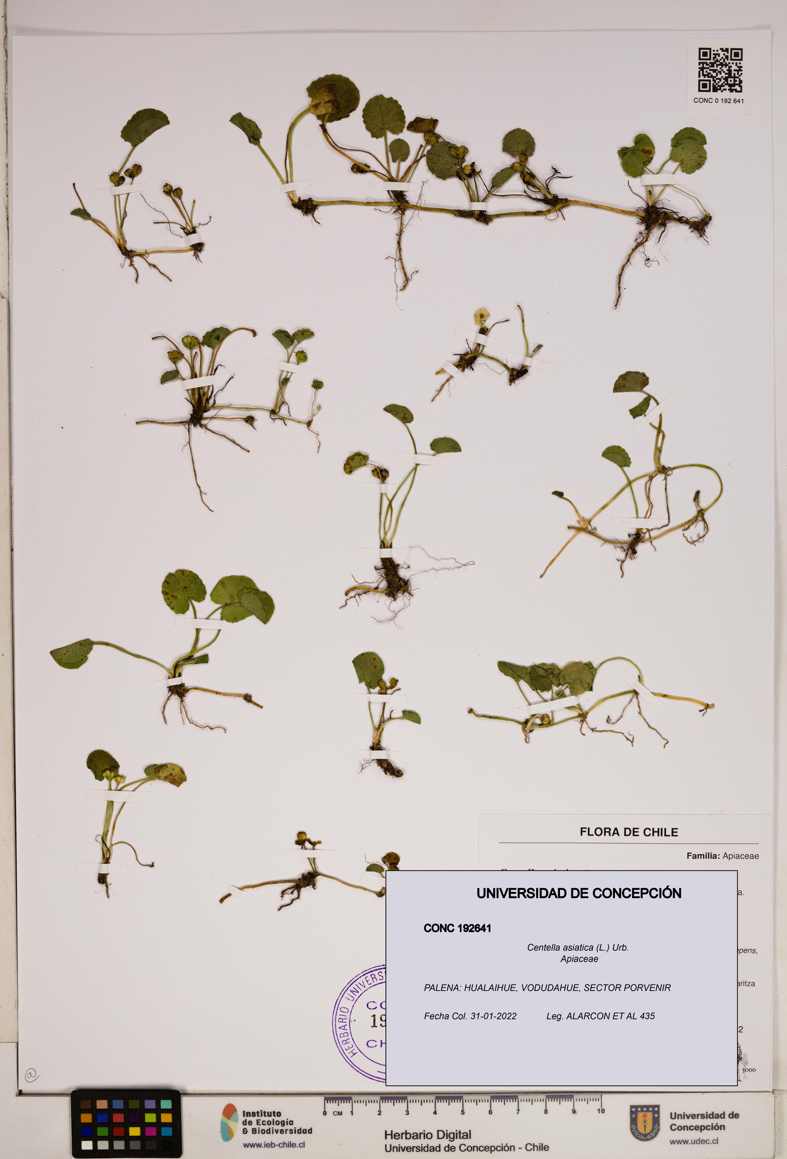 Centella asiatica [Espécimen: ]