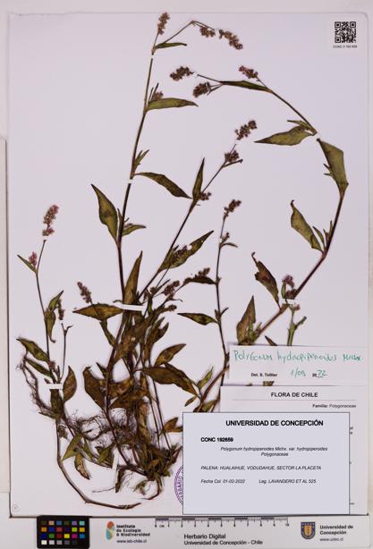 Polygonum hydropiperoides var. hydropiperoides [Espécimen: UDEC:CONC:0192659]