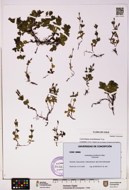 Leptostigma arnottianum [Espécimen: UDEC:CONC:0192664]