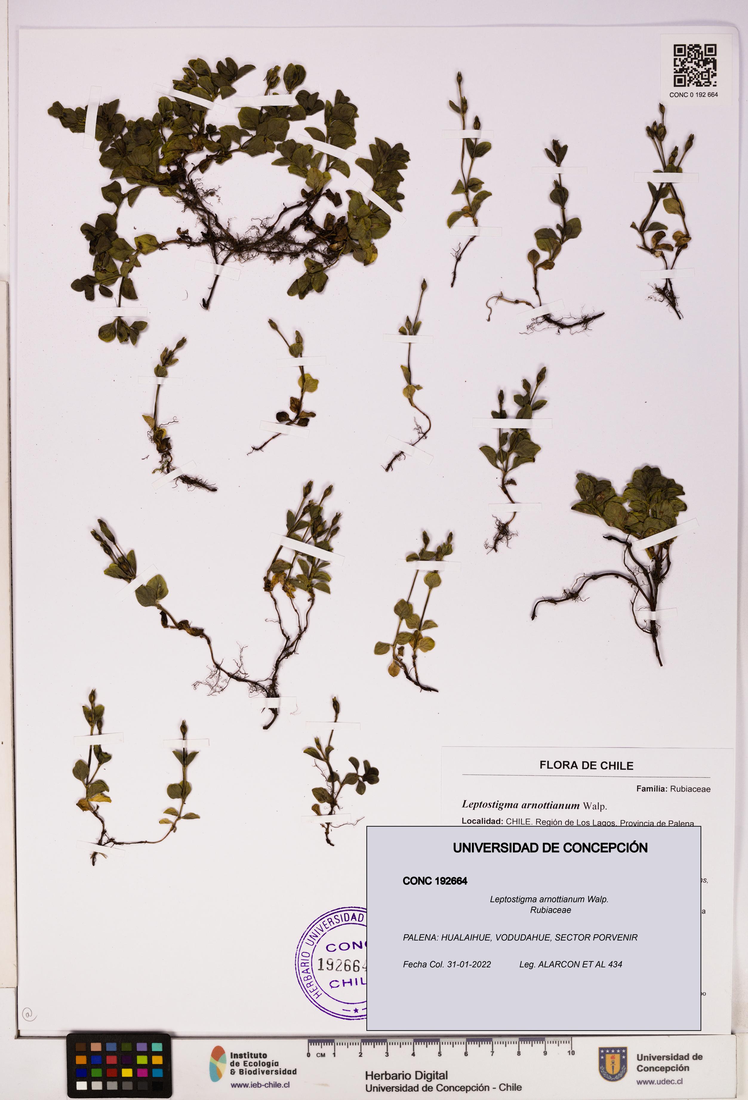Leptostigma arnottianum [Espécimen: UDEC:CONC:0192664]