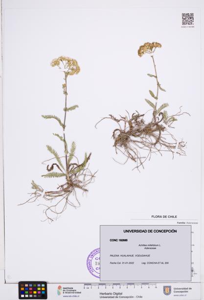 Achillea millefolium [Espécimen: ]