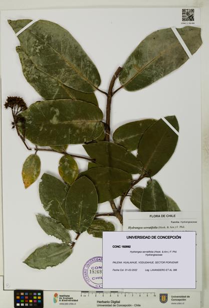 Hydrangea serratifolia [Espécimen: UDEC:CONC:0192692]