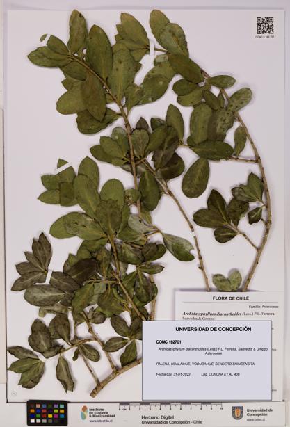 Archidasyphyllum diacanthoides [Espécimen: UDEC:CONC:0192701]