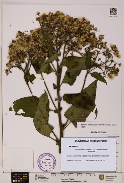 Pelseria otites [Espécimen: ]
