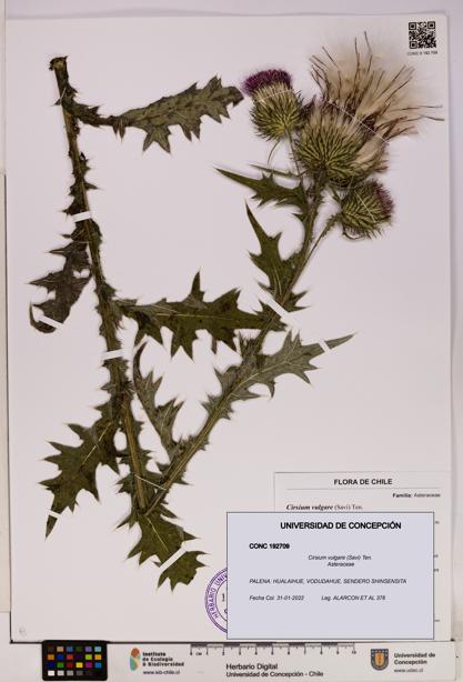 Cirsium vulgare [Espécimen: UDEC:CONC:0192709]