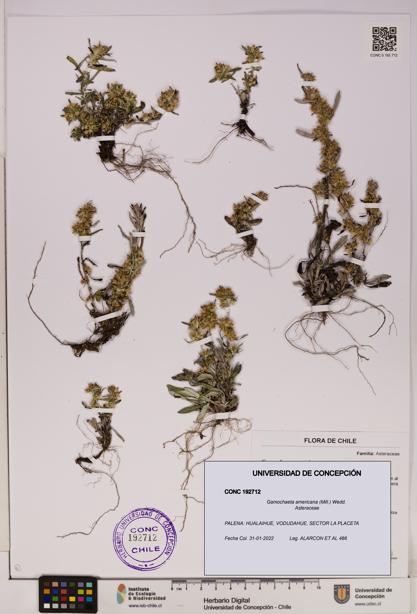 Gamochaeta americana [Espécimen: UDEC:CONC:0192712]