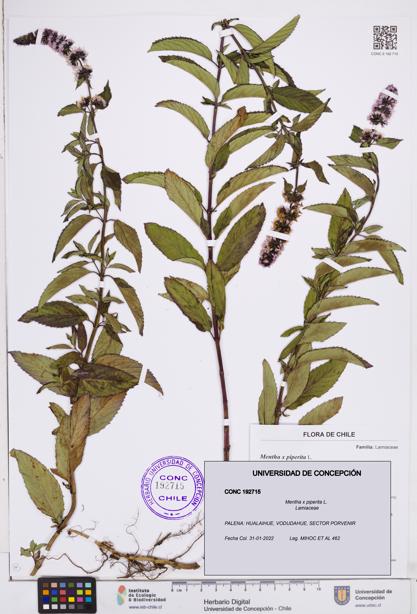 Mentha x piperita [Espécimen: ]