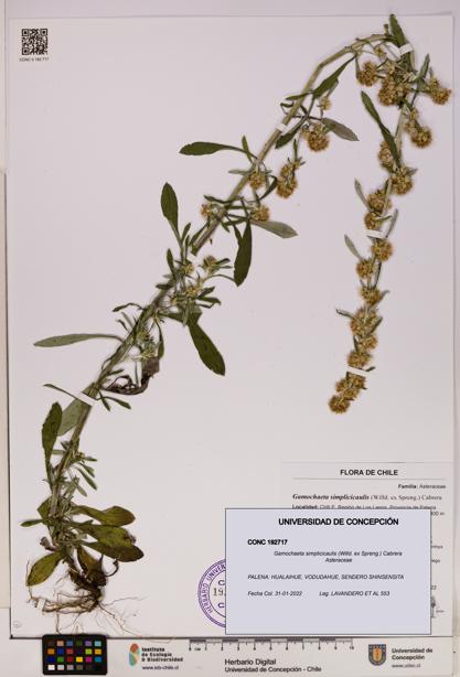 Gamochaeta simplicicaulis [Espécimen: UDEC:CONC:0192717]