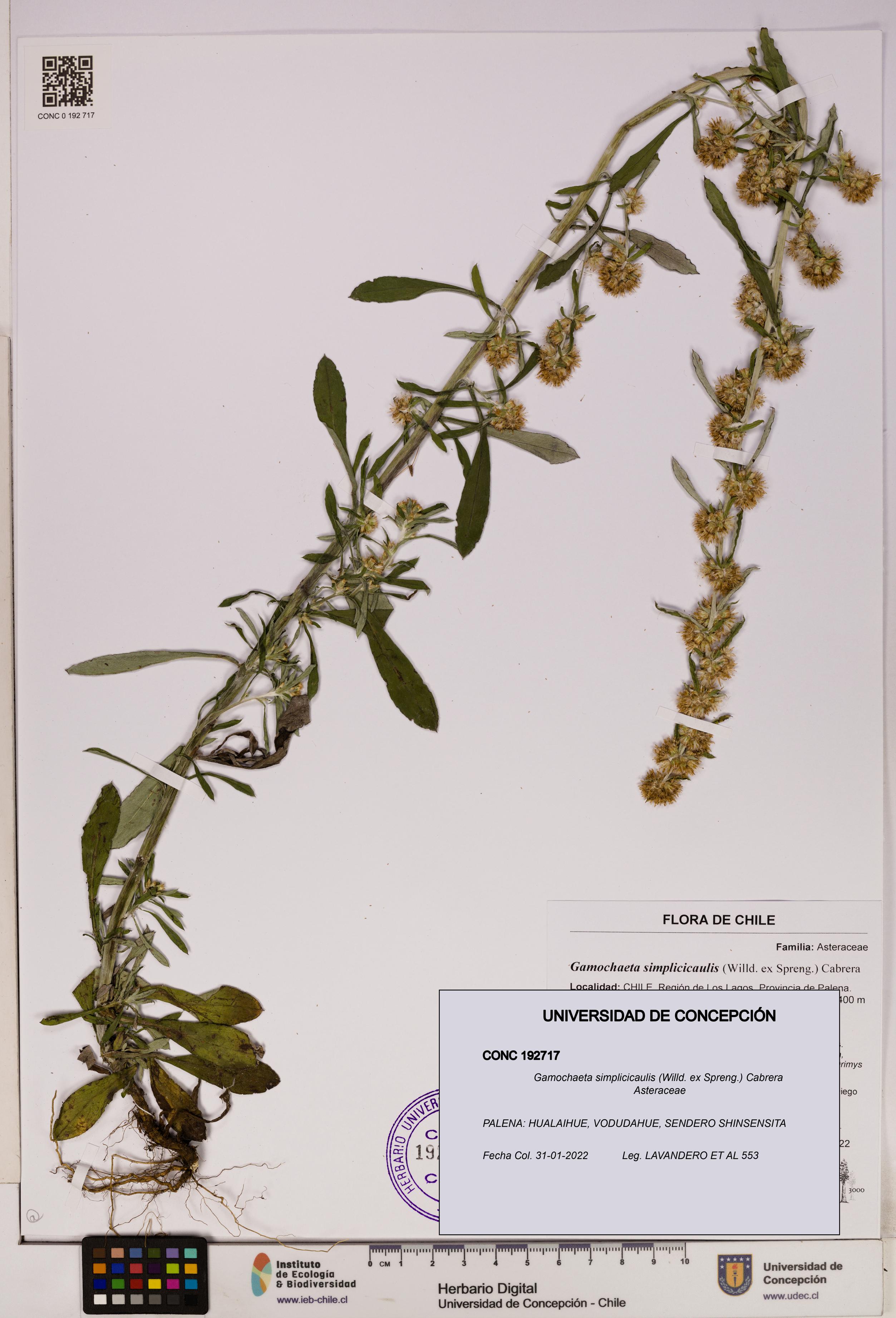 Gamochaeta simplicicaulis [Espécimen: UDEC:CONC:0192717]