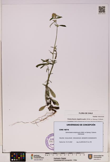 Gamochaeta simplicicaulis [Espécimen: UDEC:CONC:0192718]