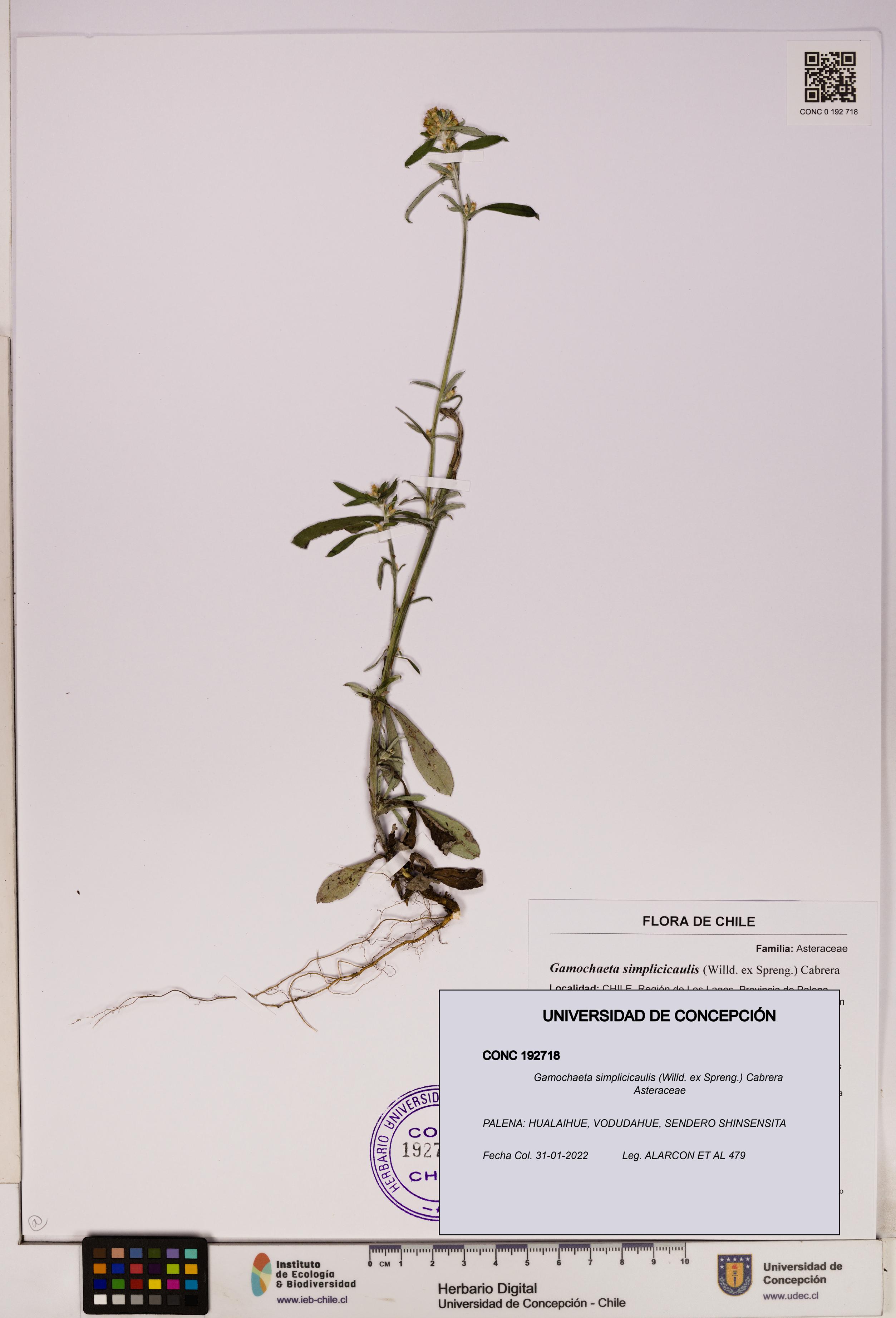 Gamochaeta simplicicaulis [Espécimen: UDEC:CONC:0192718]