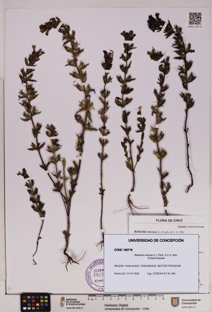 Bellardia viscosa [Espécimen: UDEC:CONC:0192719]