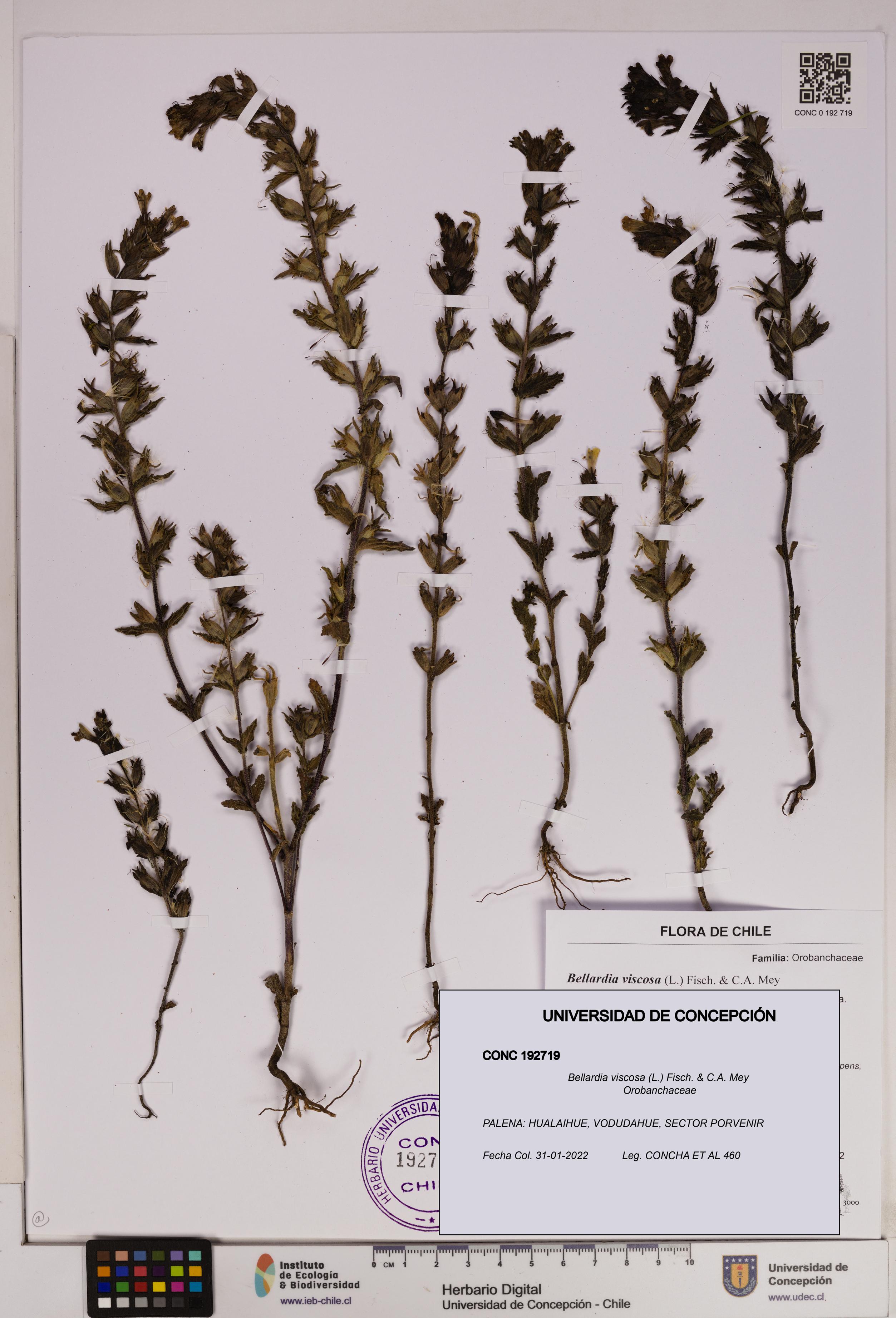 Bellardia viscosa [Espécimen: UDEC:CONC:0192719]