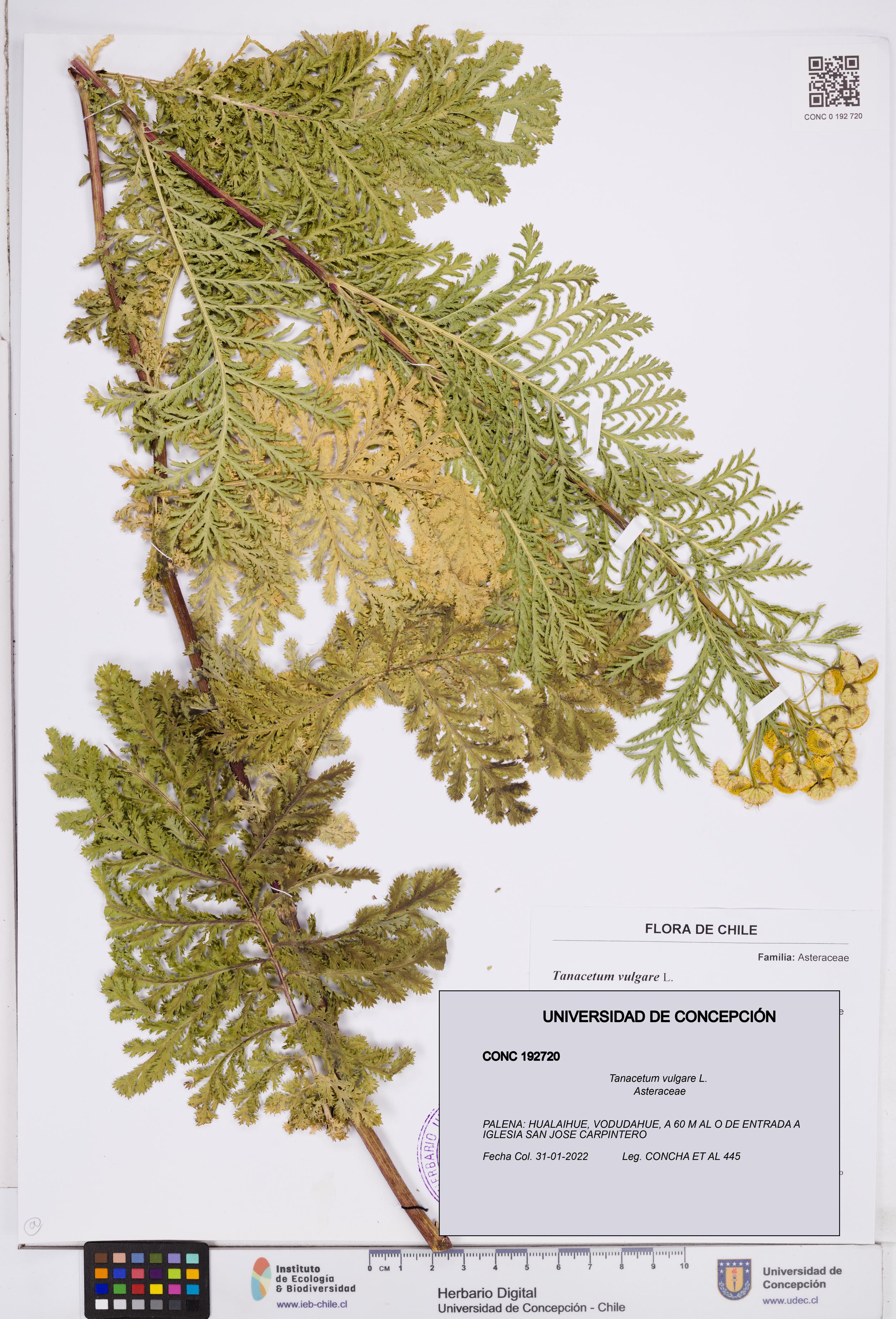 Tanacetum vulgare [Espécimen: ]