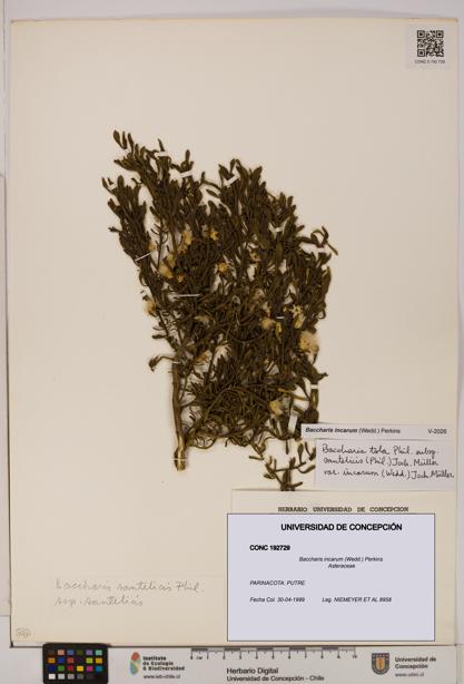 Baccharis incarum [Espécimen: UDEC:CONC:0192729]