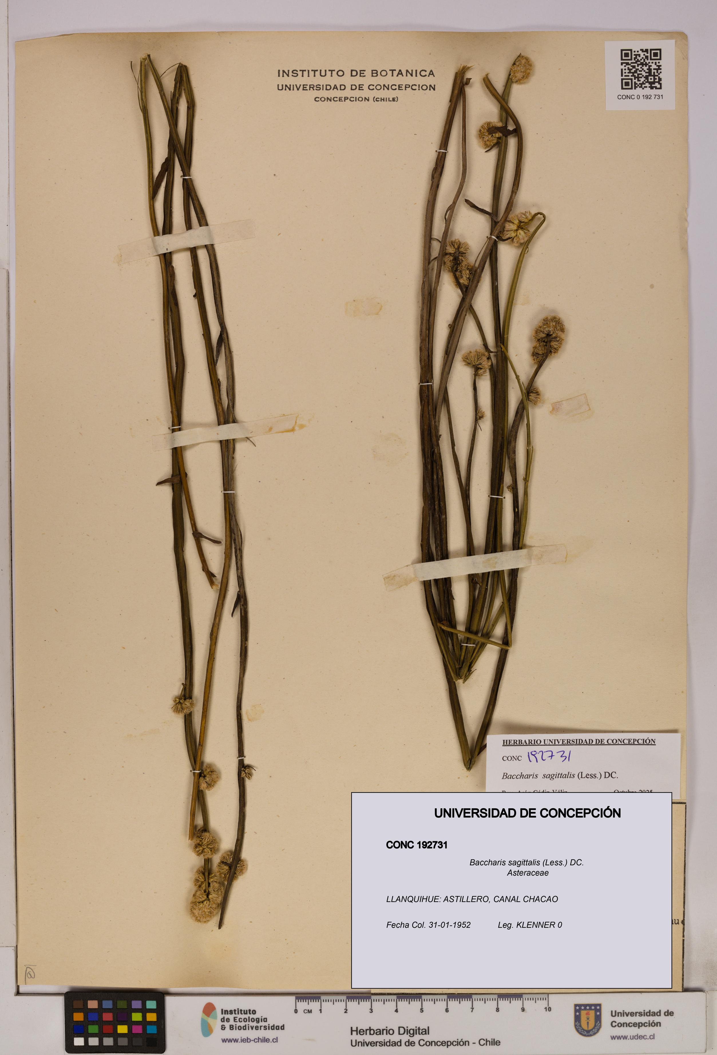 Baccharis sagittalis [Espécimen: UDEC:CONC:0192731]