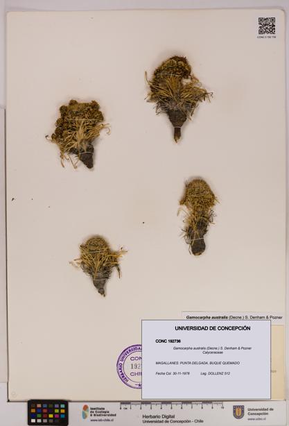 Gamocarpha australis [Espécimen: UDEC:CONC:0192736]