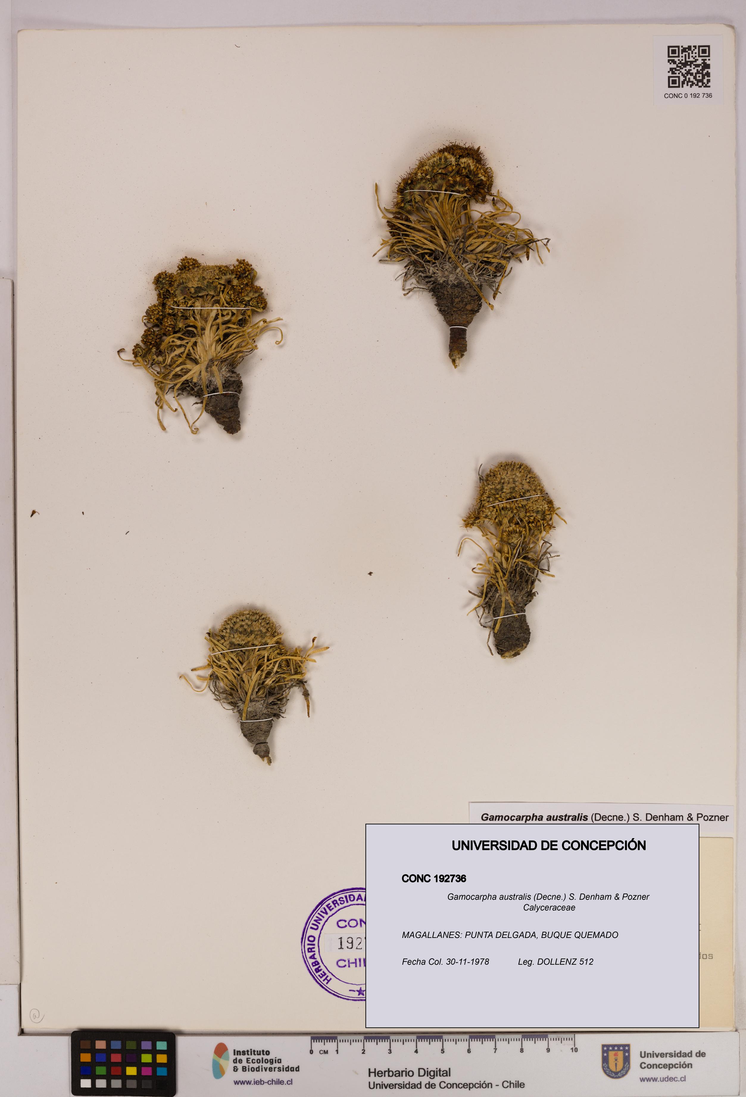 Gamocarpha australis [Espécimen: UDEC:CONC:0192736]