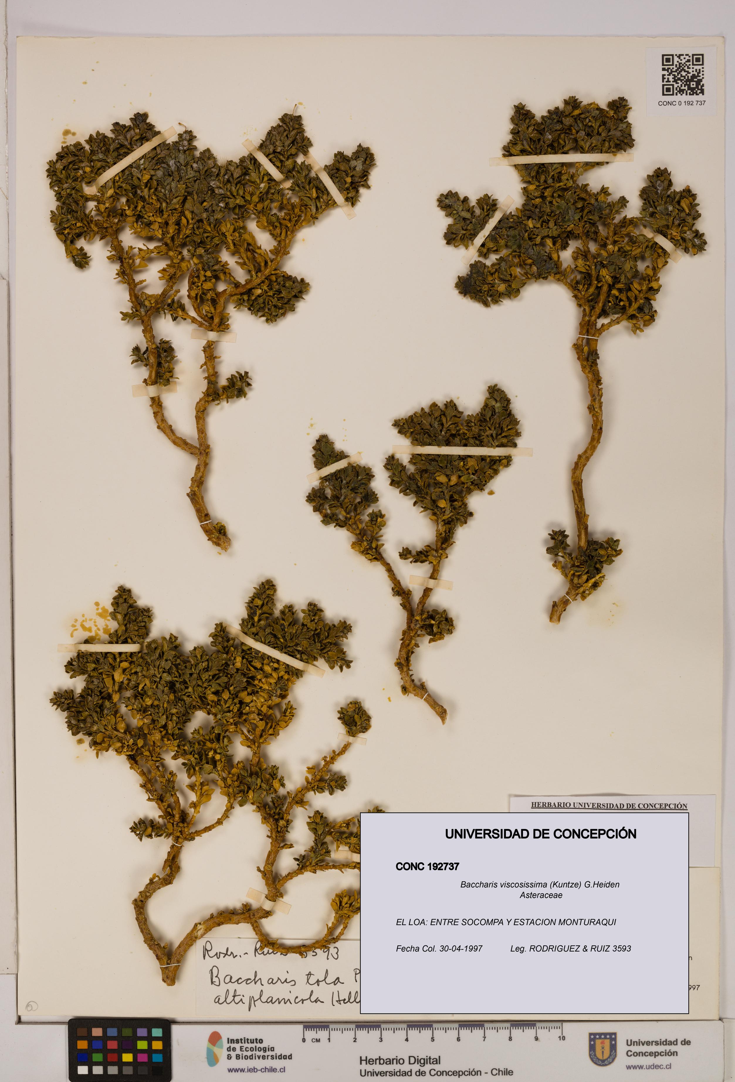 Baccharis tola [Espécimen: UDEC:CONC:0192737]