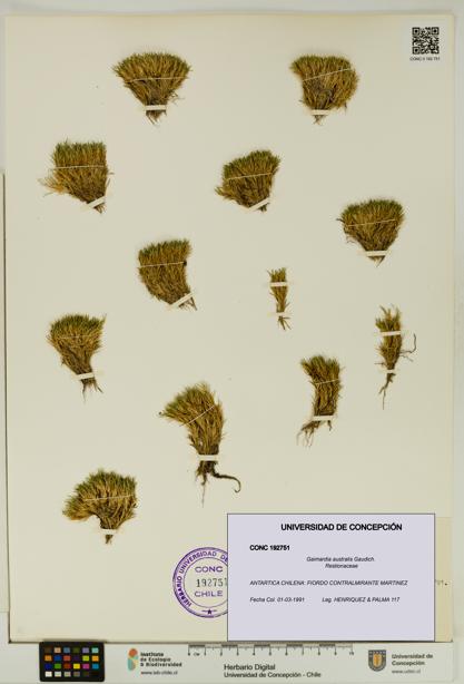 Gaimardia australis [Espécimen: UDEC:CONC:0192751]