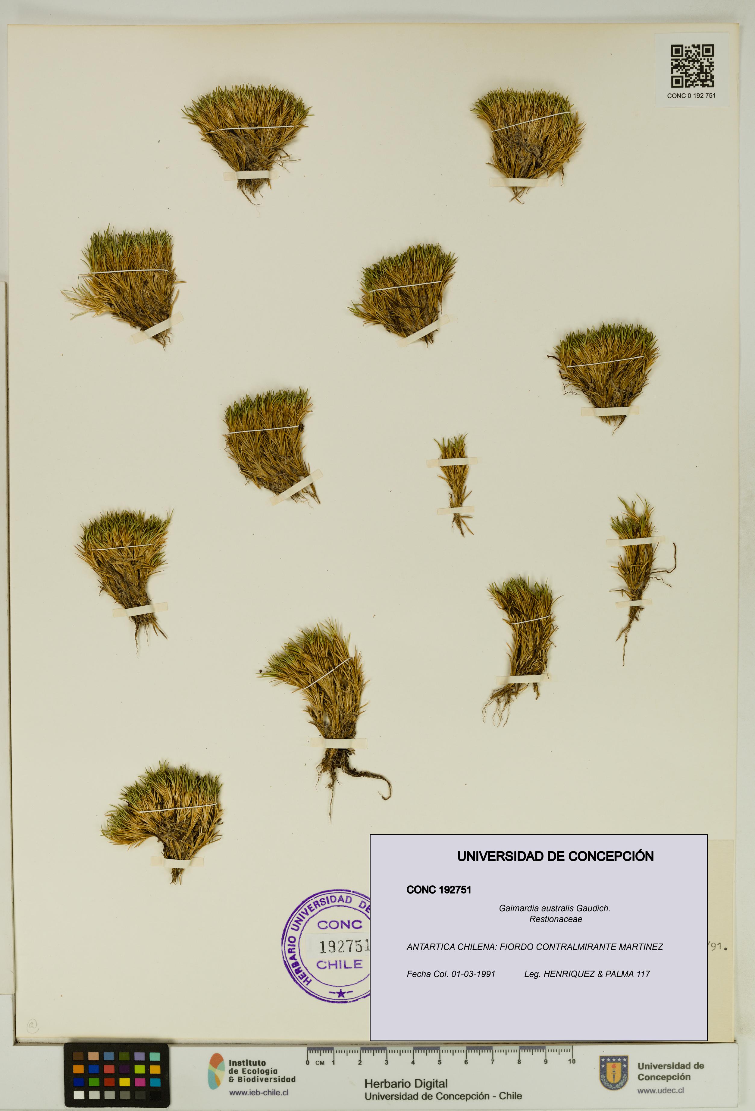 Gaimardia australis [Espécimen: UDEC:CONC:0192751]