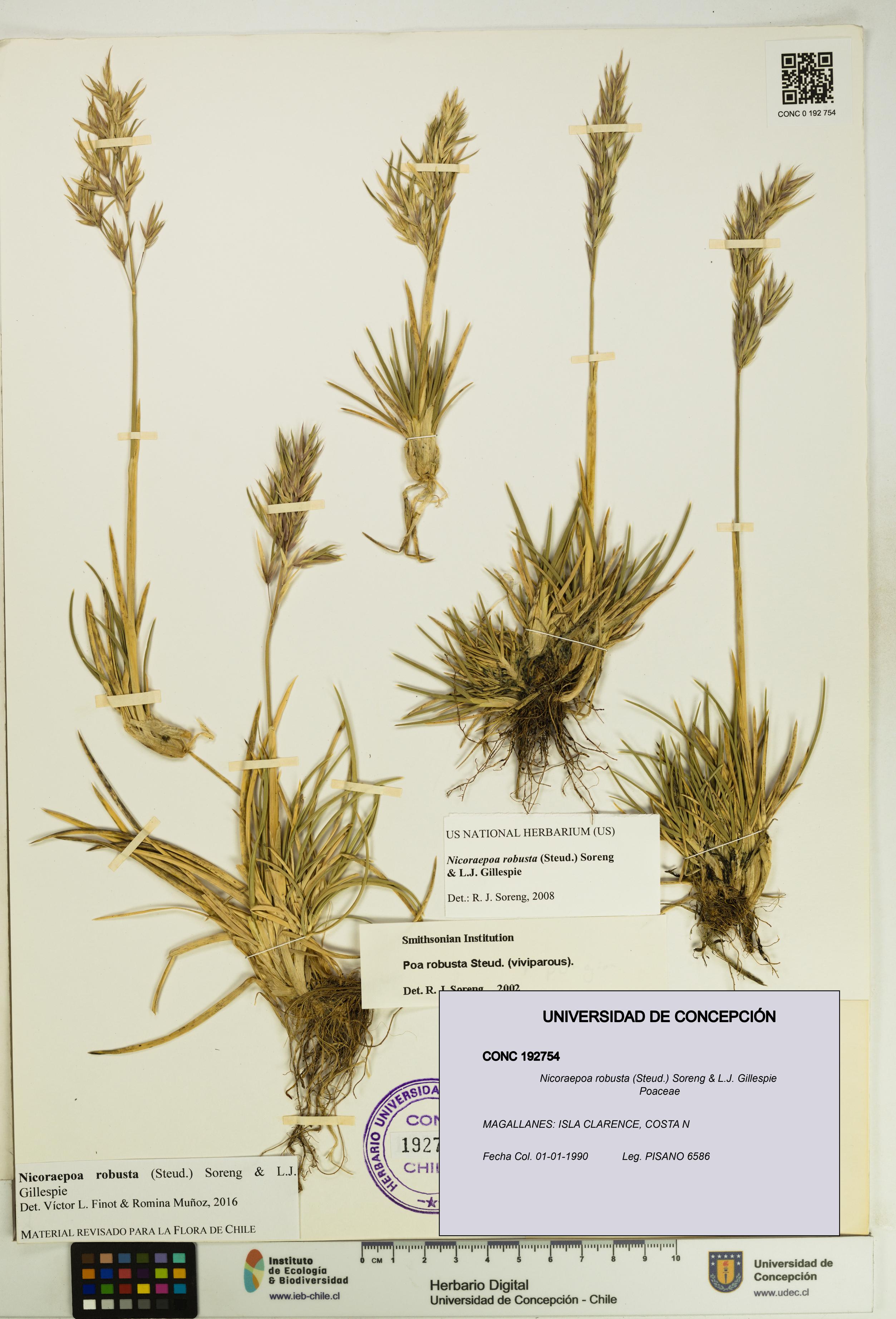 Nicoraepoa robusta [Espécimen: UDEC:CONC:0192754]