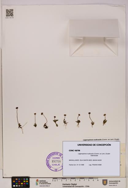 Lagenophora nudicaulis [Espécimen: ]