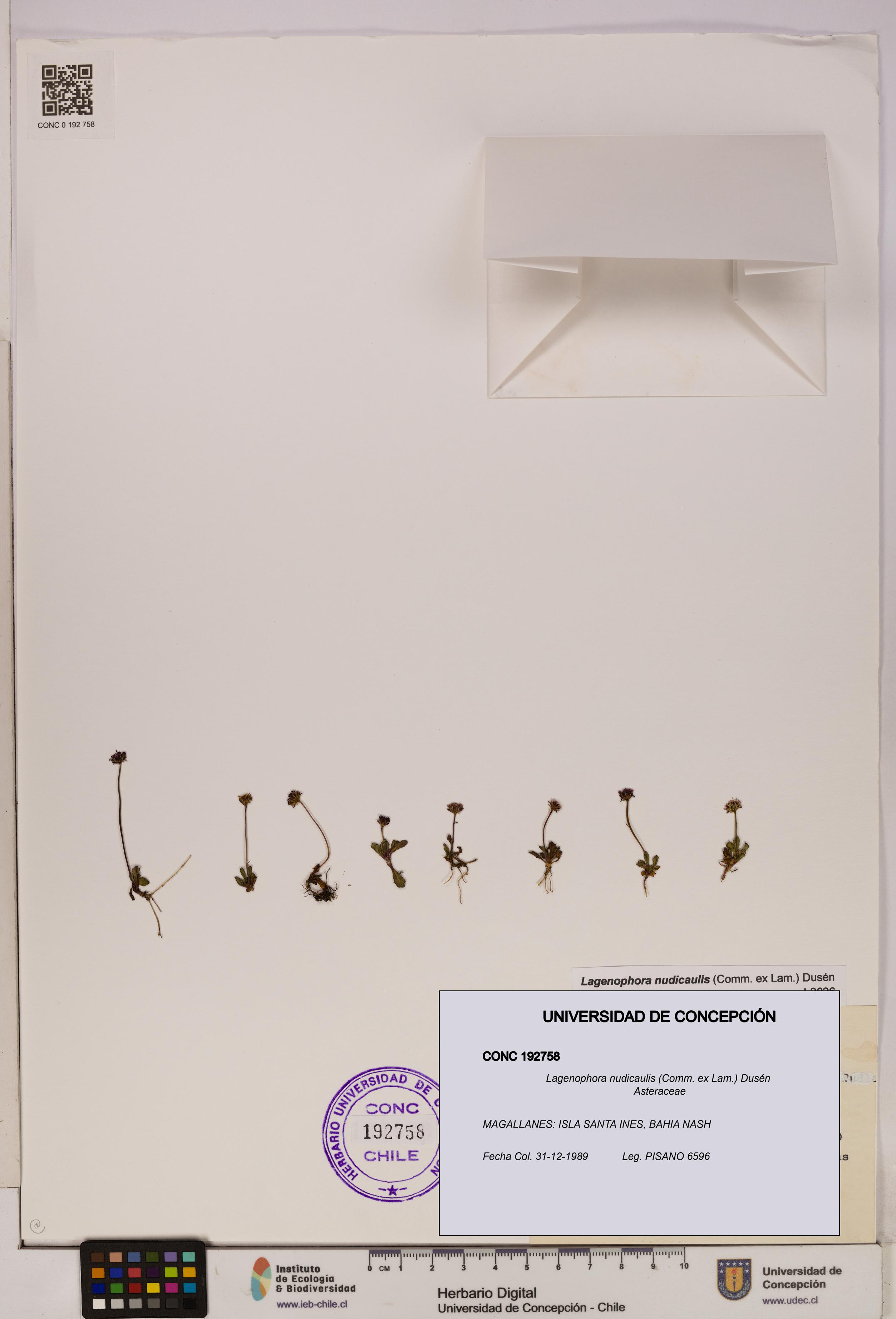 Lagenophora nudicaulis [Espécimen: ]