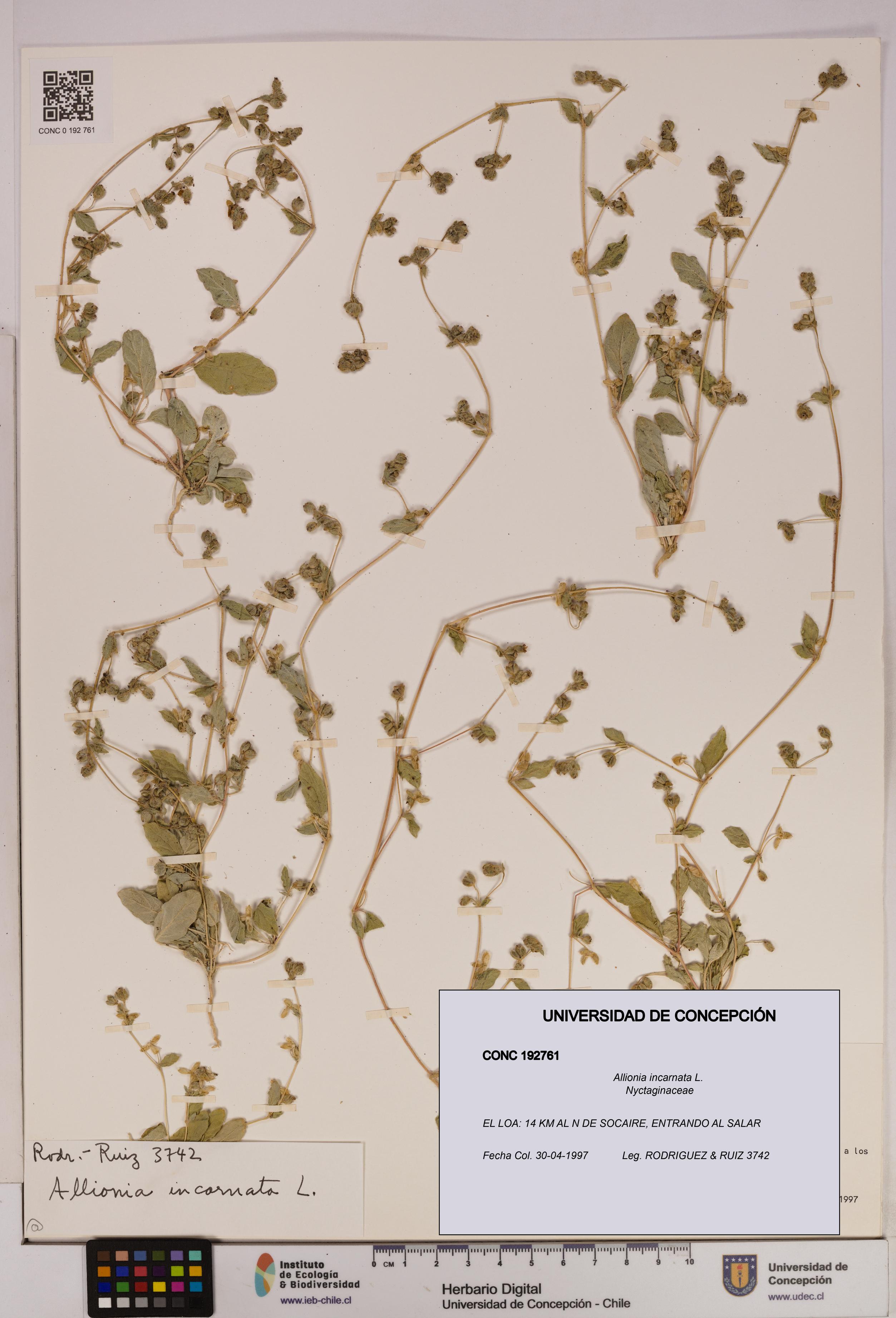 Allionia incarnata [Espécimen: UDEC:CONC:0192761]