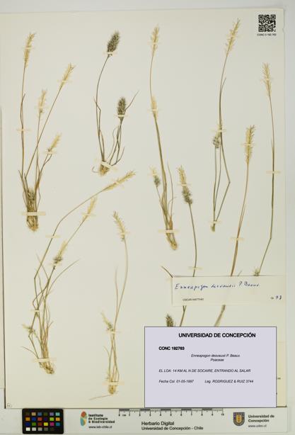 Enneapogon desvauxii [Espécimen: UDEC:CONC:0192763]