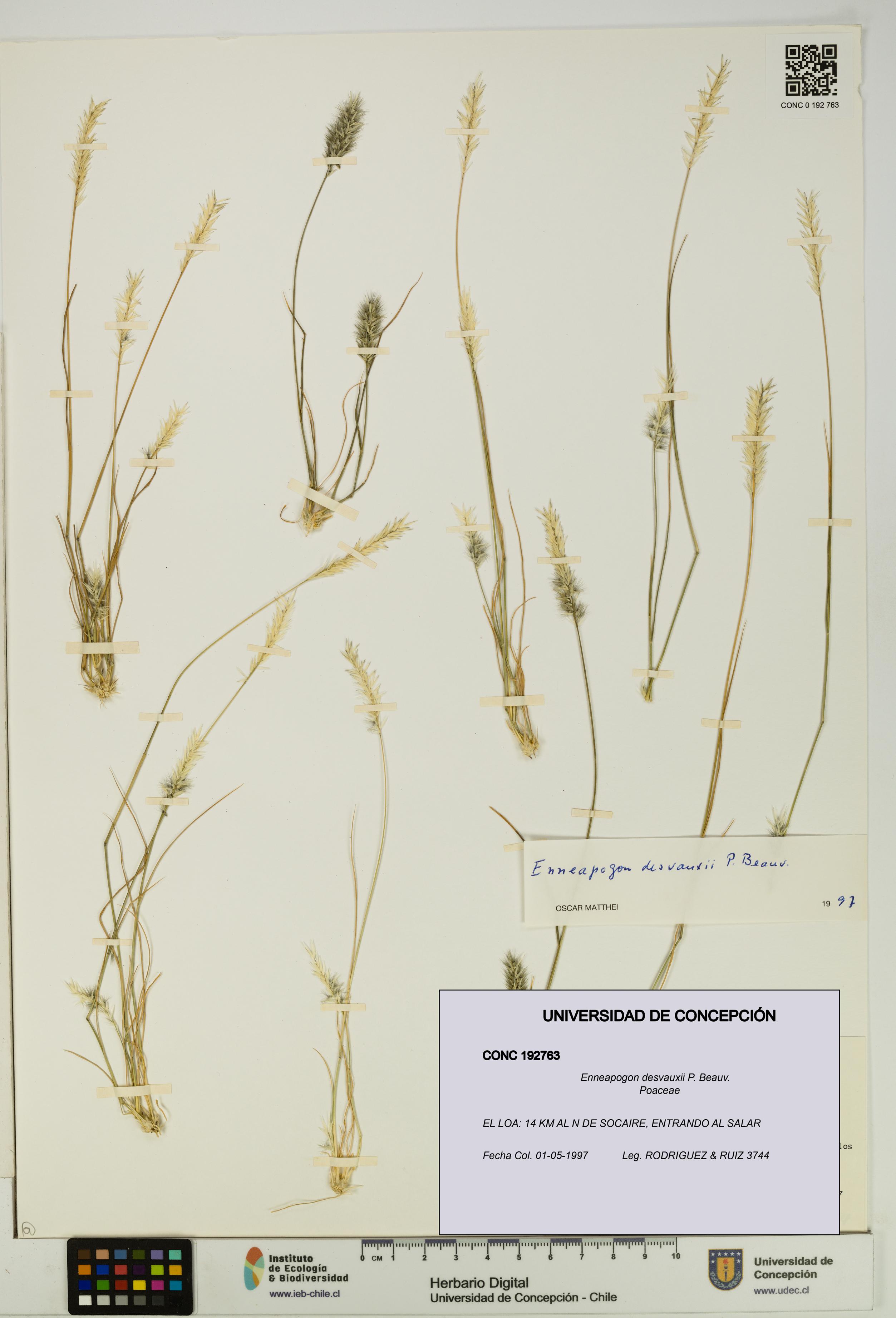 Enneapogon desvauxii [Espécimen: UDEC:CONC:0192763]