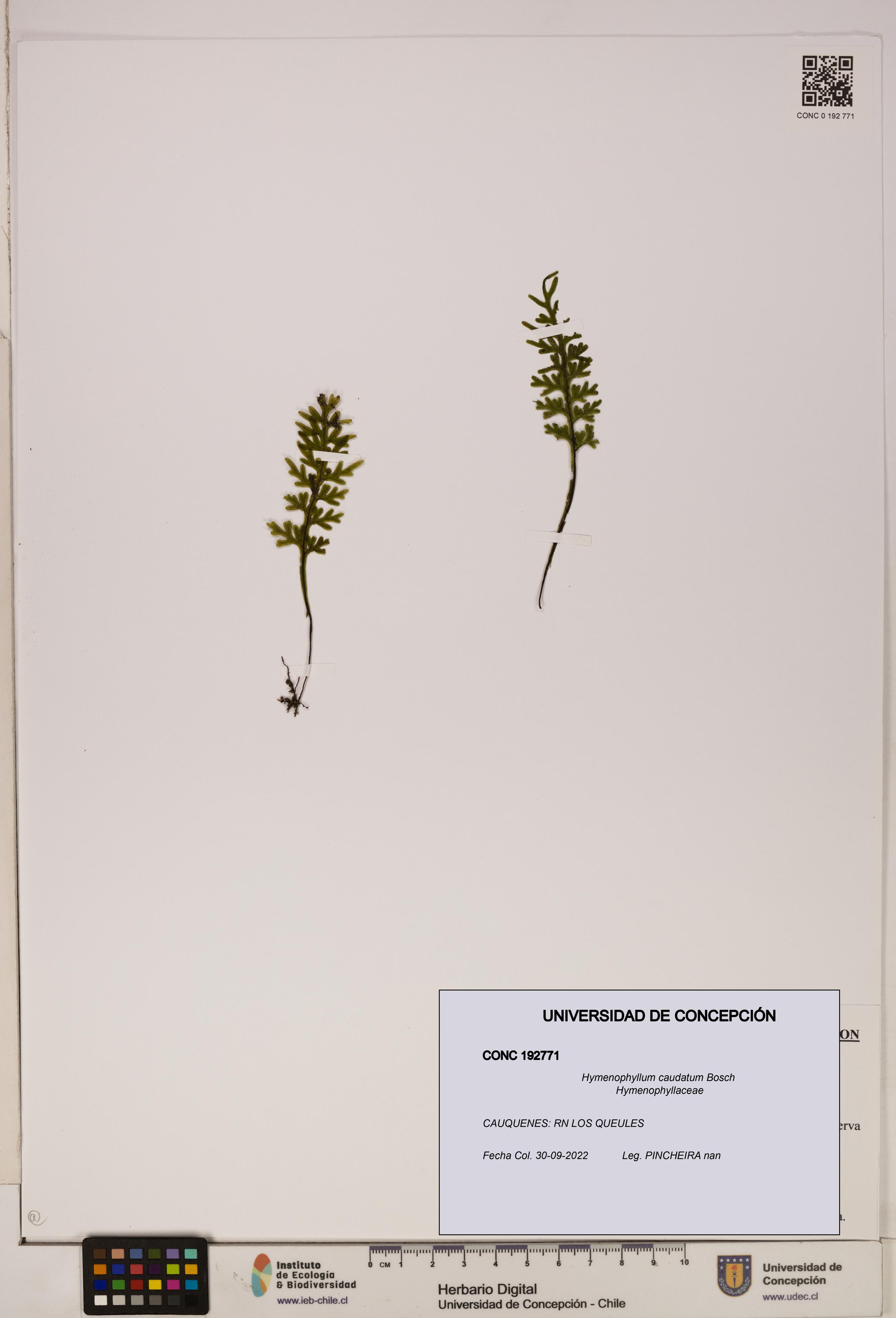 Hymenophyllum caudatum [Espécimen: UDEC:CONC:0192771]