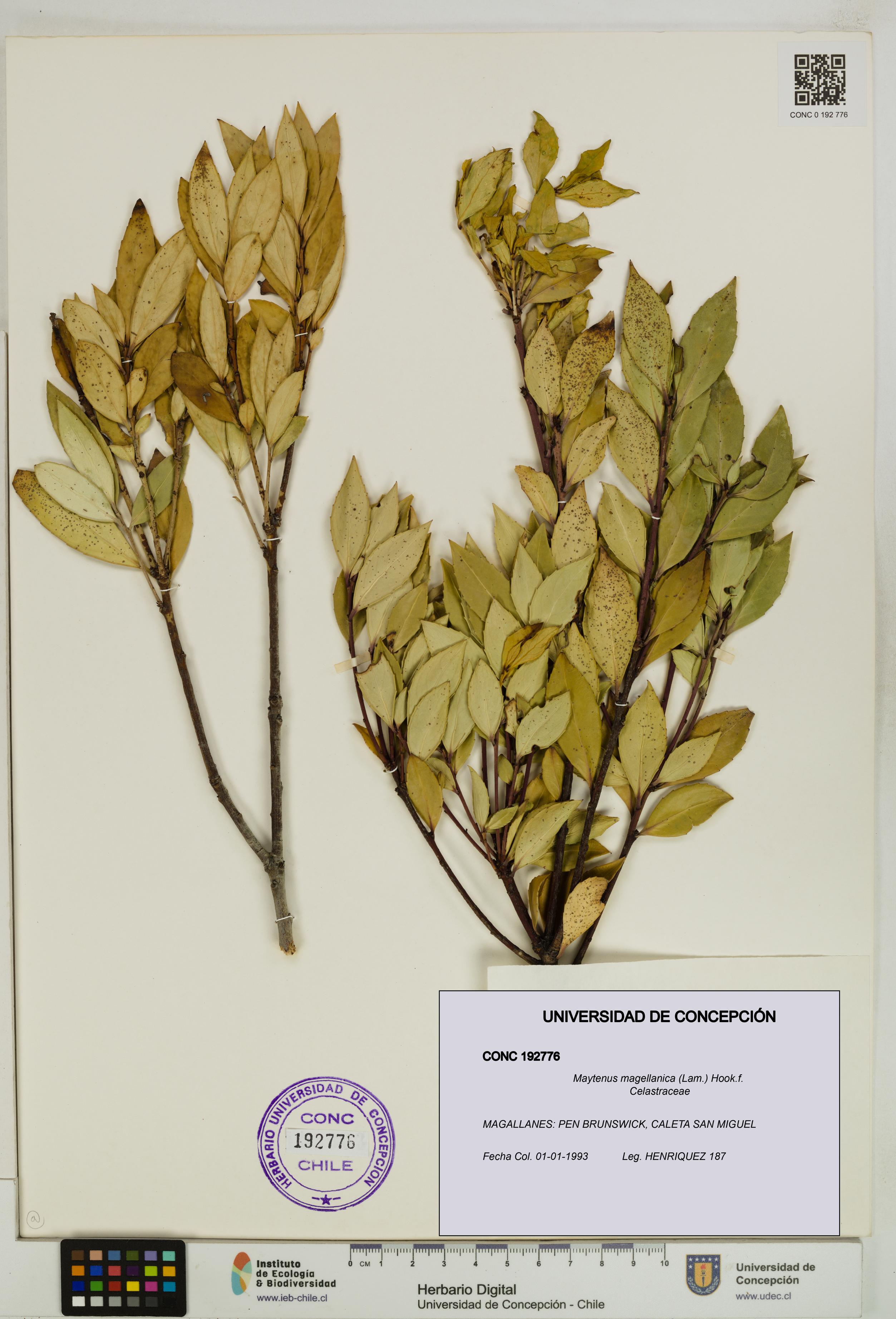 Maytenus magellanica [Espécimen: UDEC:CONC:0192776]