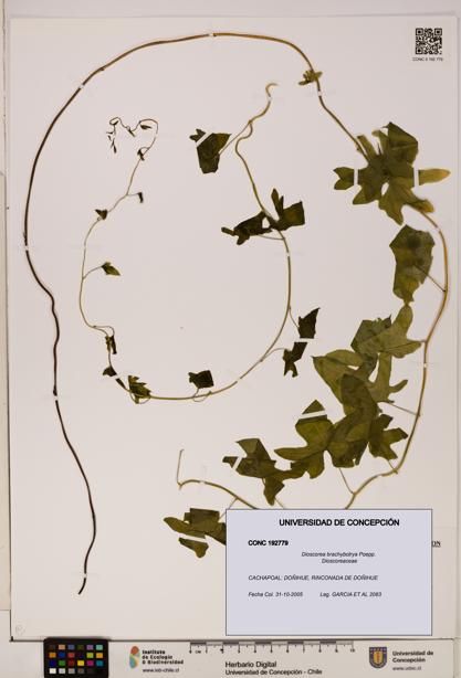 Dioscorea brachybotrya [Espécimen: ]