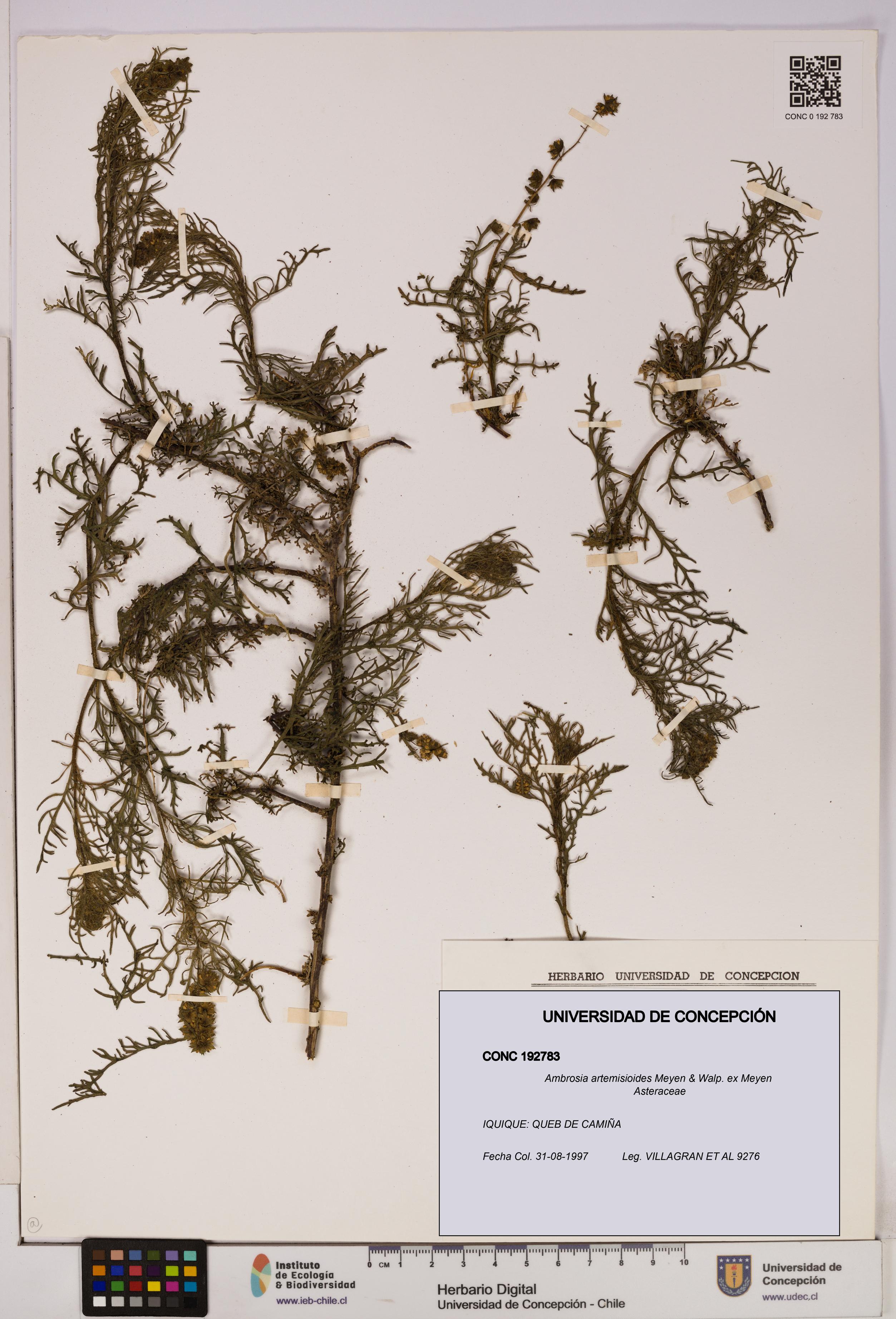 Ambrosia artemisioides [Espécimen: UDEC:CONC:0192783]