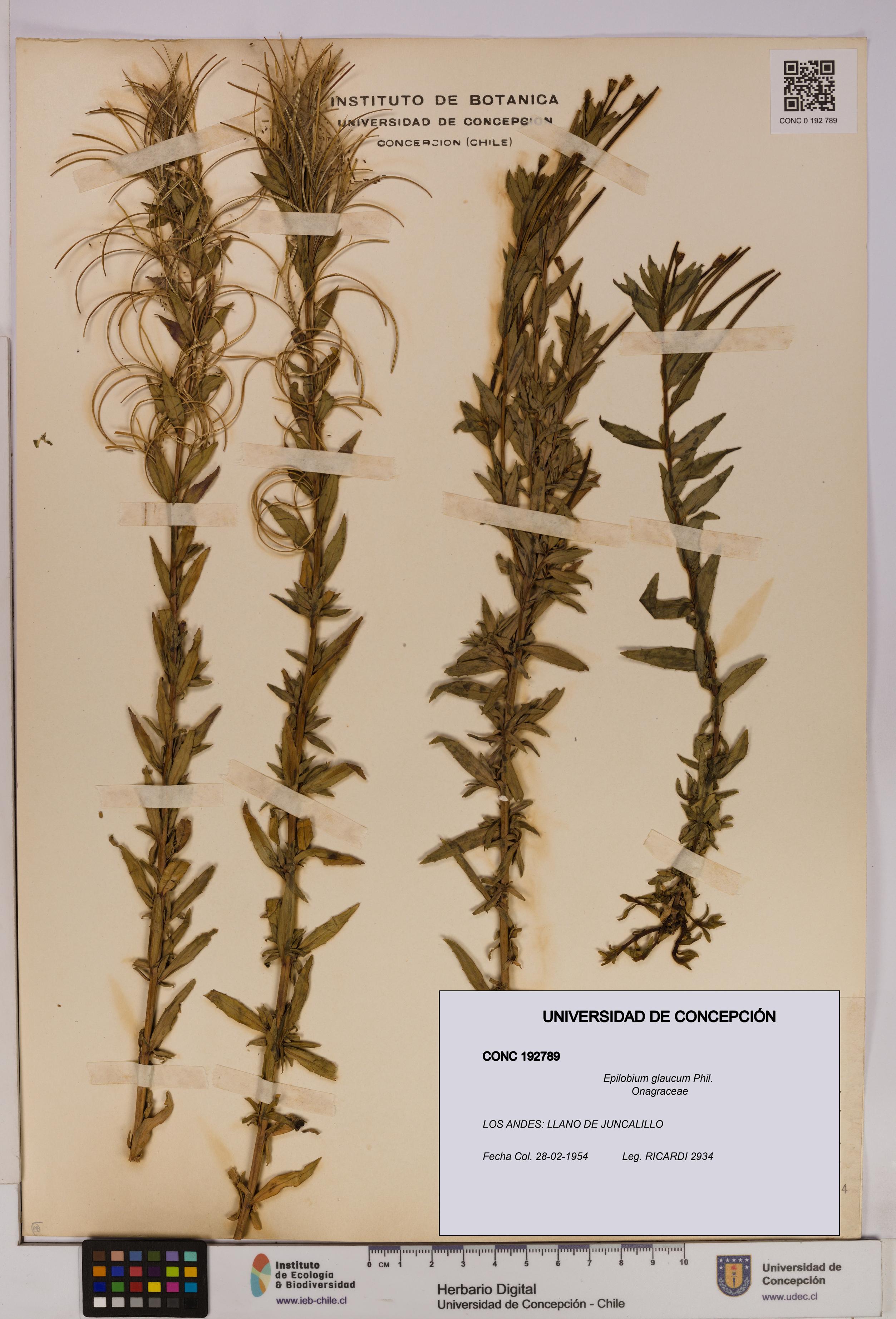 Epilobium glaucum [Espécimen: UDEC:CONC:0192789]