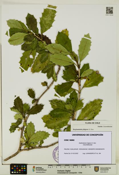 Desfontainia fulgens [Espécimen: UDEC:CONC:0192802]