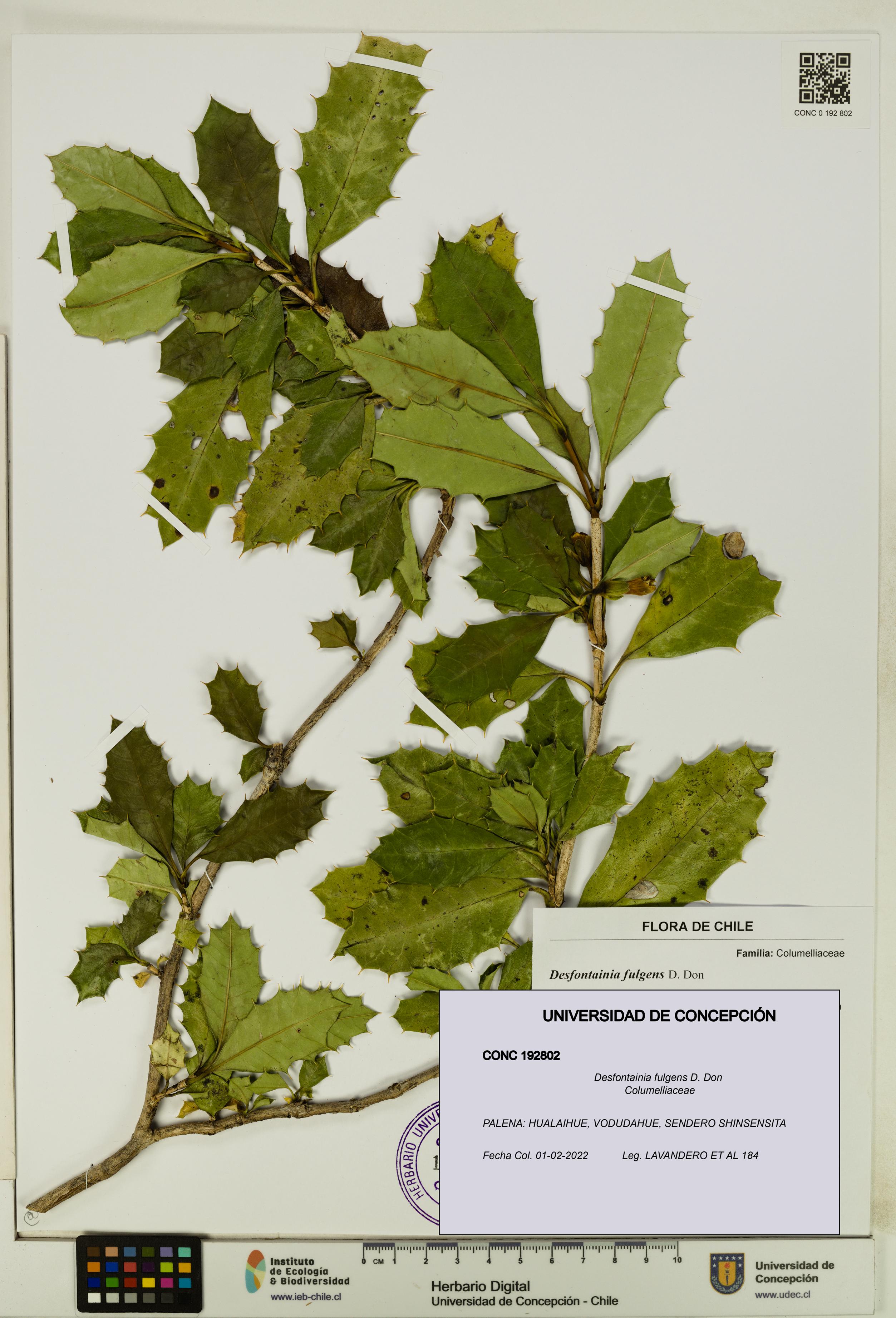 Desfontainia fulgens [Espécimen: UDEC:CONC:0192802]