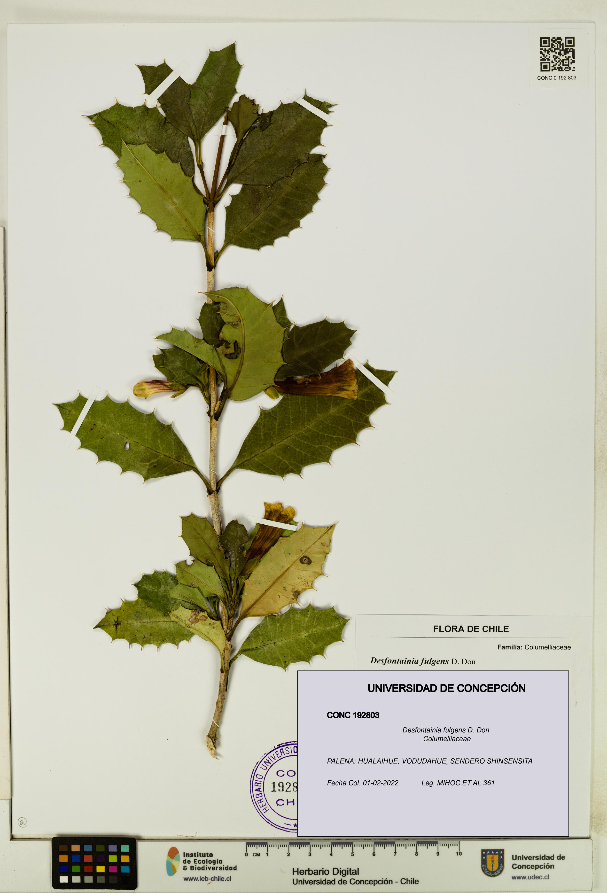 Desfontainia fulgens [Espécimen: UDEC:CONC:0192803]