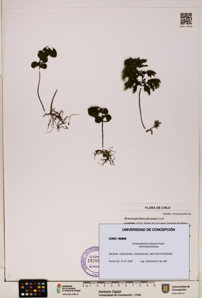 Hymenophyllum plicatum [Espécimen: ]
