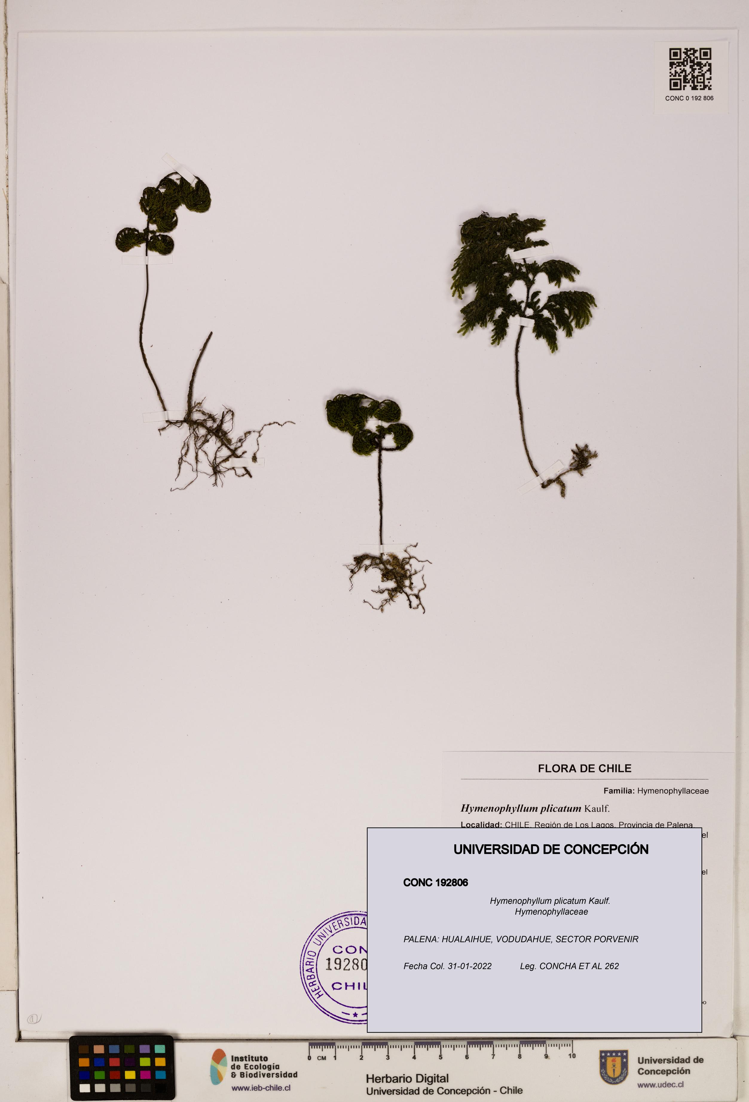 Hymenophyllum plicatum [Espécimen: ]