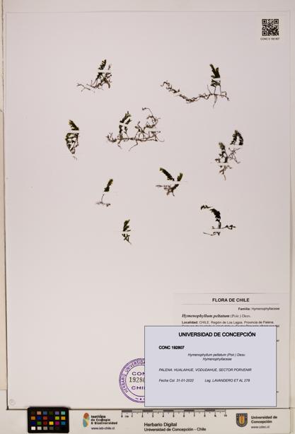 Hymenophyllum peltatum [Espécimen: ]