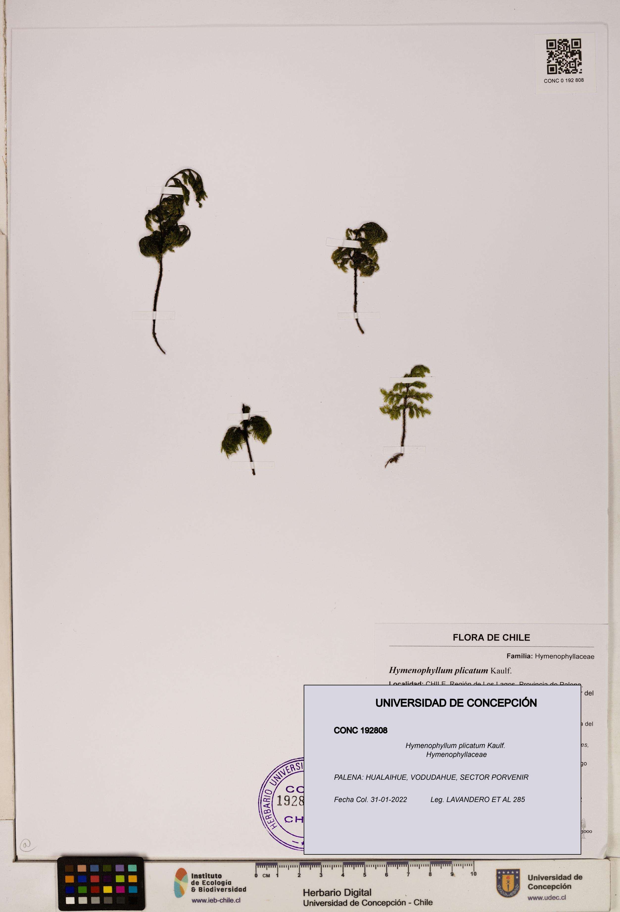 Hymenophyllum plicatum [Espécimen: ]